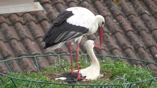 Storks doing an yoga pose Vila Real Portugal 20240316 [upl. by Ecnerat656]