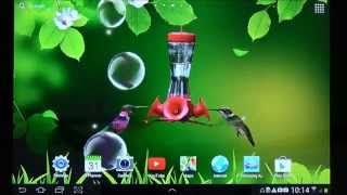 Hummingbirds Live Wallpaper Colibri live wallpaper [upl. by Cristy304]