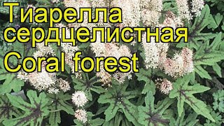 Тиарелла сердцелистная Корал форест Краткий обзор описание tiarella cordyfolia Coral forest [upl. by Slerahc]