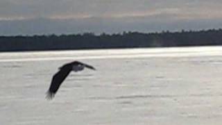 Ice Fishing American Bald Eagle Takes Rainbow Smelt in Adirondacks [upl. by Ahsiekram]