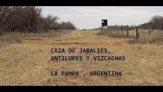 Caceria de Jabali Antilopes y Vizcachas La Pampa Argentina [upl. by Yenor]