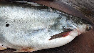 Amazing indian Basa Fish boneless and Skinless Cutting skills of  Pangasius Fish [upl. by Sidonie]