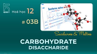 Disaccharides Saccharose amp Maltose [upl. by Aiello]