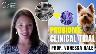 Can probiotics help dogs with bladder cancer [upl. by Anawak]