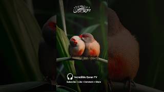 Surah Rahman quranrecitation quran surahrahman beautiful beautifulbirds nature relaxingquran [upl. by Osy400]