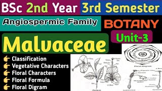 BSc 2nd Year 3rd Semester Botany Unit 3Malvaceae FamilyMalvaceaeClassificationFloral Digram [upl. by Steffin821]