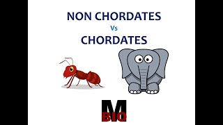 CLASSIFICATION SYSTEMS Non Chordates Vs Chordates [upl. by Colville]