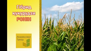 Кукурудза Ронін 🌽  опис гібрида 🌽 [upl. by Anit35]