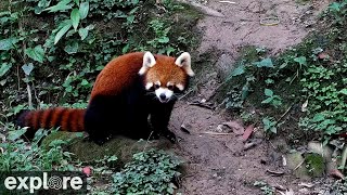 Red Panda Forest Park powered by EXPLOREorg [upl. by Jaco]