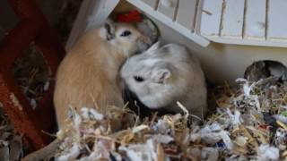 Gerbils playing [upl. by Orfinger]