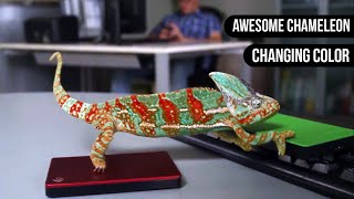 Chameleon Changing Color  Animals are Awesome [upl. by Evatsug661]