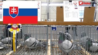 Slovakia Slovensko Słowacja  Olimpiada Gołębi Pigeon Olympiad  Poznań 2019 [upl. by Lowe651]