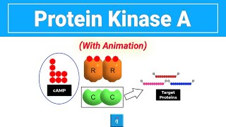 Protein Kinase A with animation [upl. by Christine]