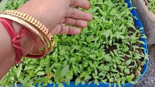 oleanderdhaniya ka update organic meenasgardan 😋😊🌿🌿 [upl. by Eddi]