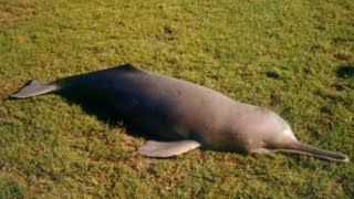 The Endangered Ganges River Dolphin Unique Characteristics Threats and Conservation Efforts [upl. by Springer]