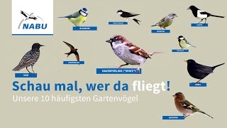 Top 10 GartenVögel So könnt Ihr sie erkennen [upl. by Odnam405]