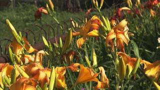 How to Grow Flowers Lilies and Daylilies [upl. by Ietta626]