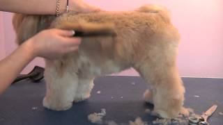 Grooming Guide  Lhasa Apso Pet or Salon Trim  Pro Groomer [upl. by Ki]