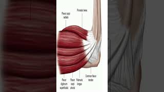 Anatomy Anterior Forearm Muscles shorts [upl. by Leraj]