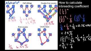 How to calculate inbreeding from a pedigree 2 [upl. by Ulita]