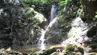 Panama Amphibian Rescue and Conservation Projectmov [upl. by Newlin]