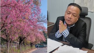 Shillong Cherry Blossom festival from November 15 [upl. by Zimmer]