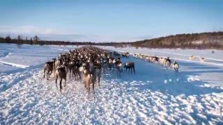 The Sámi People  Reindeer Herders [upl. by Fabria]