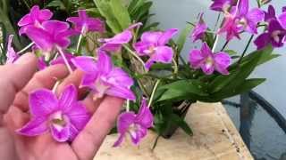 DENDROBIUM PHALAENOPSIS ORCHID CARE TIPS [upl. by Xer732]