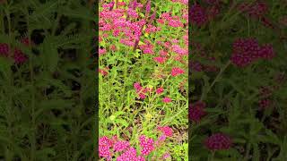 Achillea millefolium ‘Peggy Sue Barnet London September 2024 [upl. by Ahsieyt]