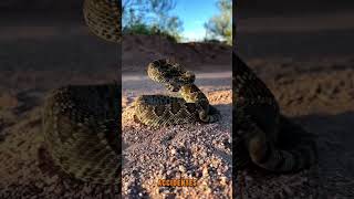 Cascabel del Altiplano Crotalus scutulatus biologia zoologia reptiles [upl. by Dachia621]