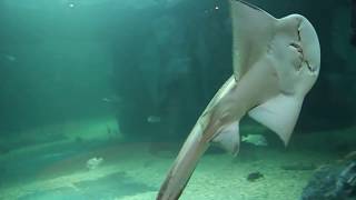 목탁수구리 상어가오리 bowmouth guitarfish [upl. by Trudey]