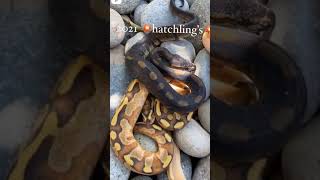 Dangerous 😱😱 python in the world 😱😱😱😱shorts tiktok youtube onlysnakes [upl. by Paschasia]