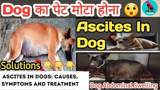 dog का पेट मोटा होना  ascites in dogs  fluid in dog belly  causes  symptoms  treatment [upl. by Aicat709]