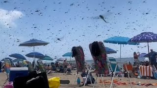 Dragonflies swarm landing video Rhode Island beach [upl. by Euqcaj]