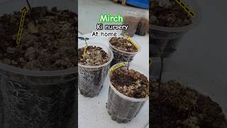 Growing chilli Mirch because gardening farming organicgardening [upl. by Elias48]