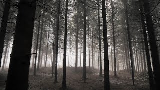 Relaxing Walk Through the Forest Sounds of Rain on Umbrella  Sleep and Relax [upl. by Hagi]