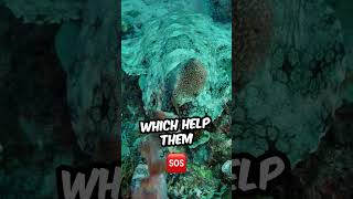 Meet the Camouflaged Wobbegong Shark Wobbegong sharklife marinebiology [upl. by Baler491]