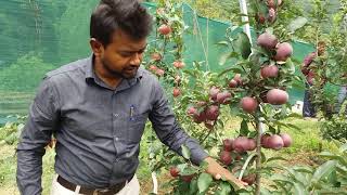 Tall Spindle  Training System  Apple  HDP  DR YSPUHampF  Solan  HP  Dr Niranjan Singh [upl. by Bullion]