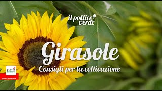 Girasole – Consigli per la coltivazione [upl. by Linda483]