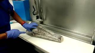 How to fillet a whole Chilean sea bass [upl. by Elac]