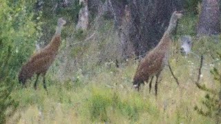 Sandhill Cranes [upl. by Rabka625]