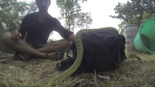 Trimeresurus gramineus [upl. by Latsryk840]