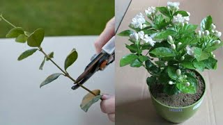 How to grow jasmine plant from cuttings [upl. by Carbo]