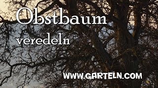 Obstbaum veredeln [upl. by Eddi]