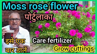 Portulaca Plant Care। How to Grow Portulaca from Cutting। [upl. by Daniel151]