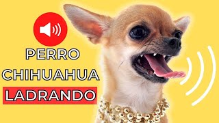 Sonidos de Perro Chihuahua LADRANDO 🐶 [upl. by Eldrid]