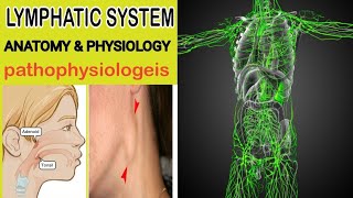 Lymphatic System Anatomy and Physiology  How Lymphatic System Work [upl. by Gilbertina]