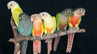 green cheek conure sound parrots bird Birds singing [upl. by Kenzi]