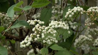 Weed Of The Week White Snakeroot [upl. by Kendall]