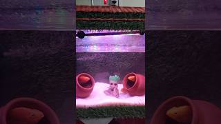 Fish tank fish fishing fishinglife fishingvideo fishtank fishvideo tank fishtankideas meenu [upl. by Adest]